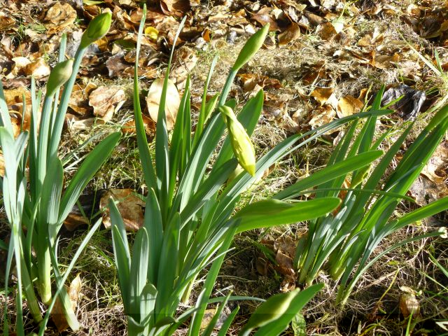 Daffodils.jpg