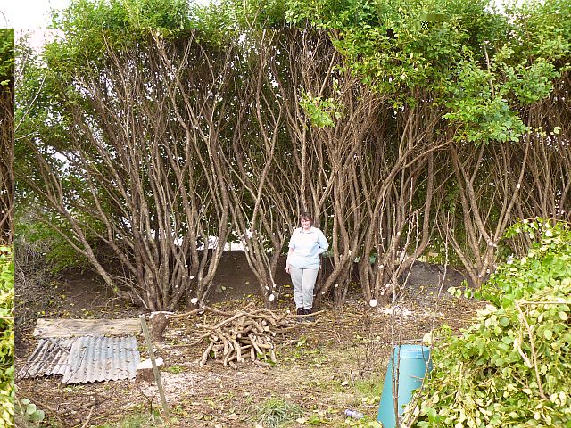 Hedge.JPG