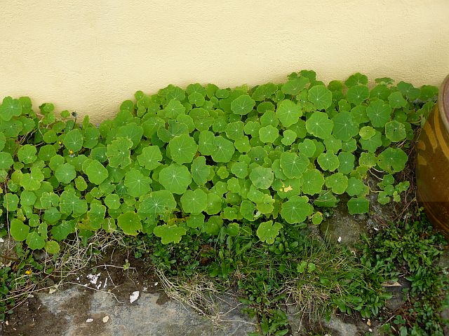 nasturtium.jpg