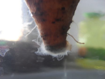 white fibrous fluff appearing on bottom of potatoes