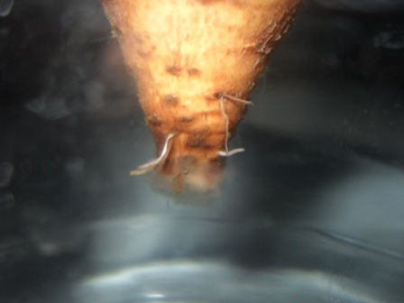 first roots appearing. new roots are white, disregard old roots.JPG