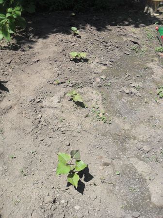row of sweet potstoes.JPG