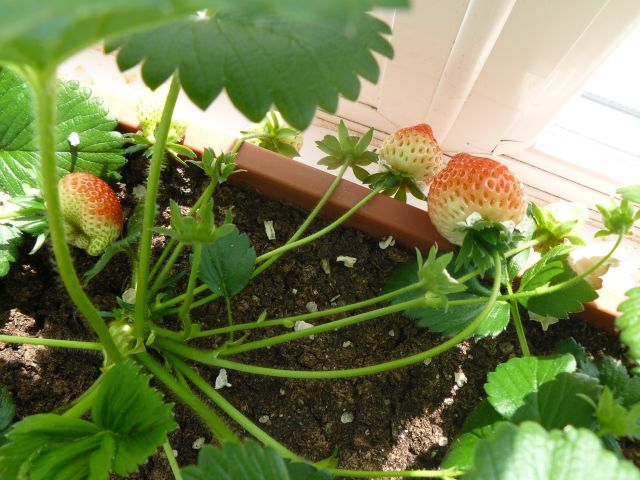 strawb.jpg