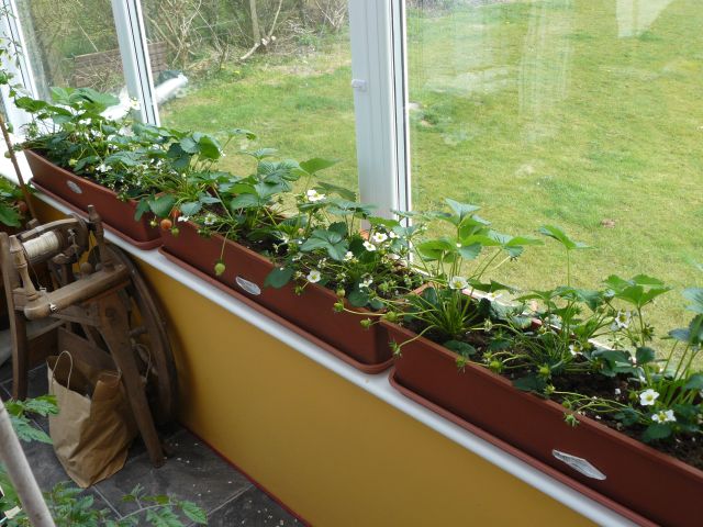 strawbs.jpg