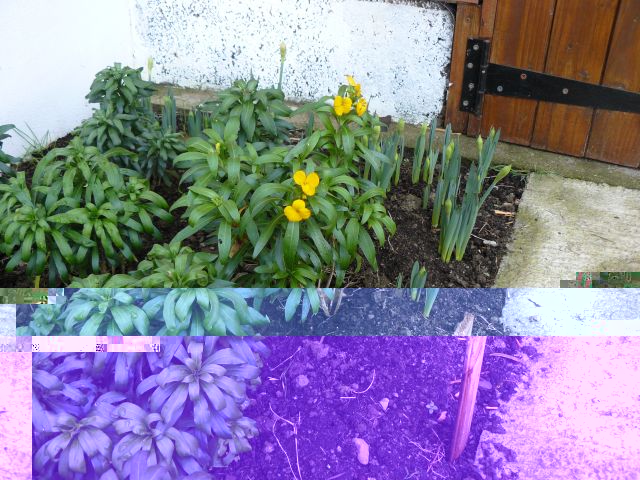 Wallflower.jpg