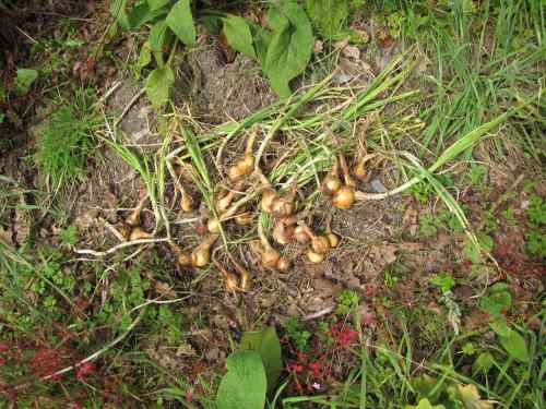 shallot harvest.jpg