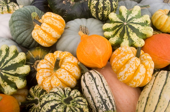 squashes_0248a.jpg