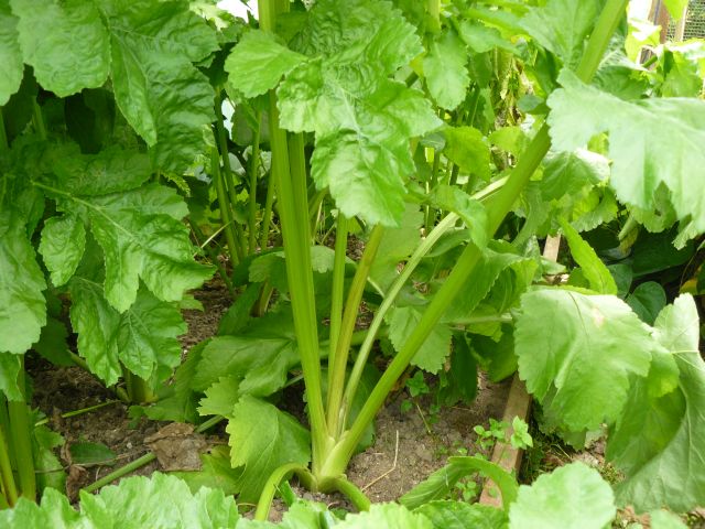 Parsnips.jpg