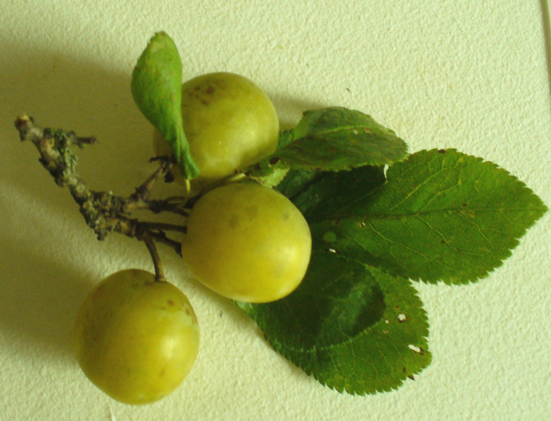 are they greengages?