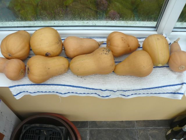 Squash.jpg
