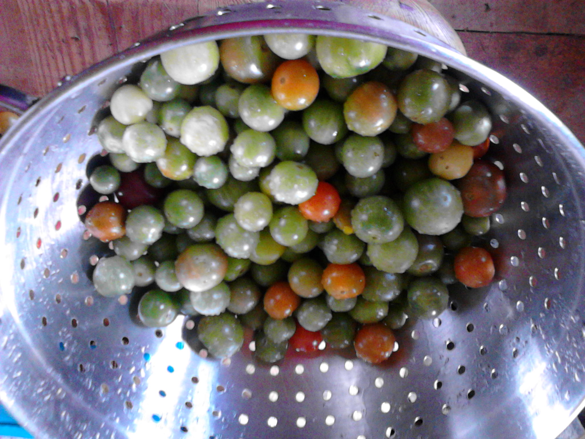 2lb of cherry tomatoes for making lacto-fermented green tomato and hot pepper pickle