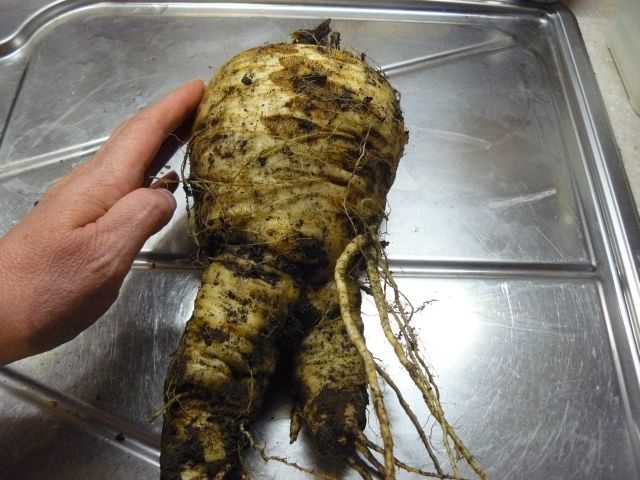 Parsnip.jpg