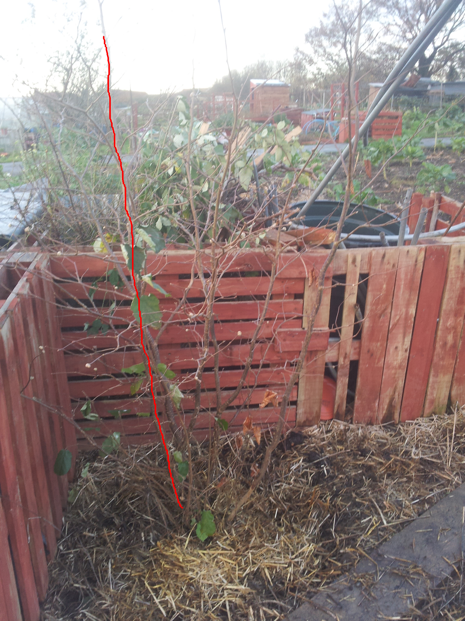 Cobnut tree 2.jpg