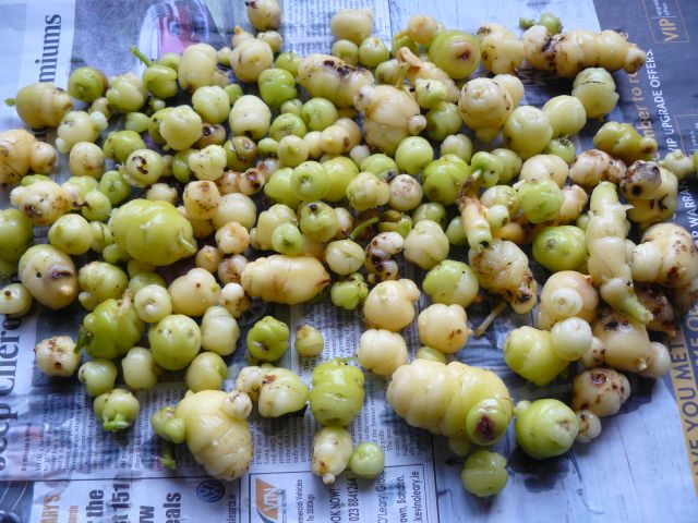 Oca.jpg