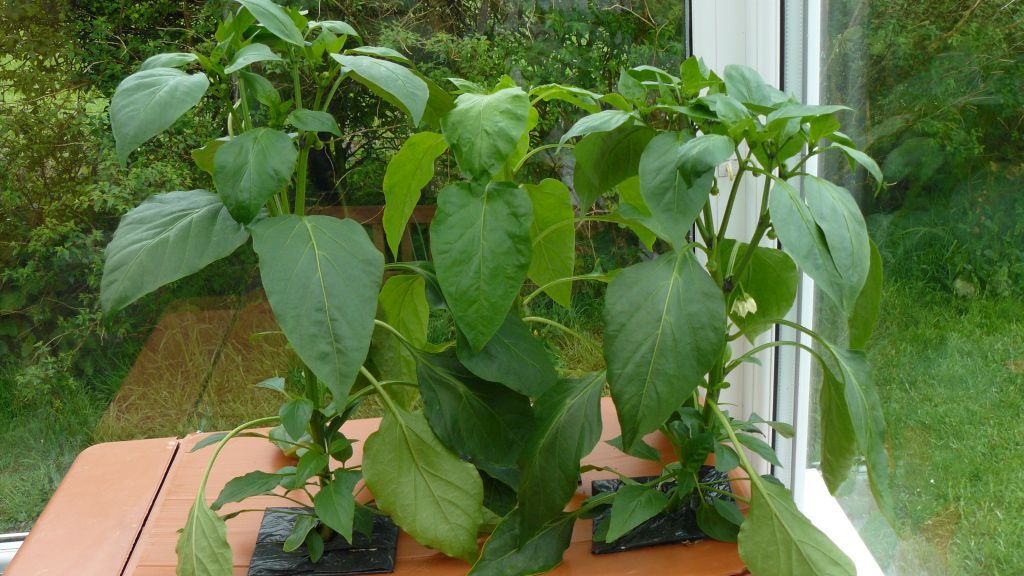 Peppers.jpg