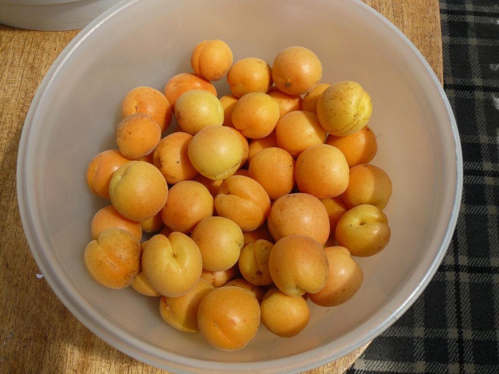 Apricots2.jpg