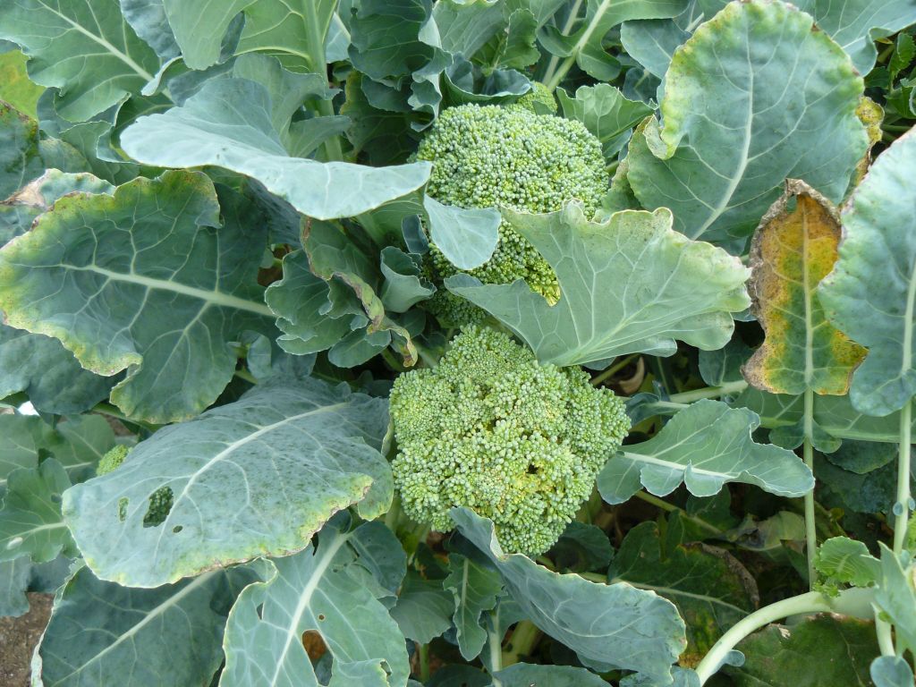 broccoli.jpg