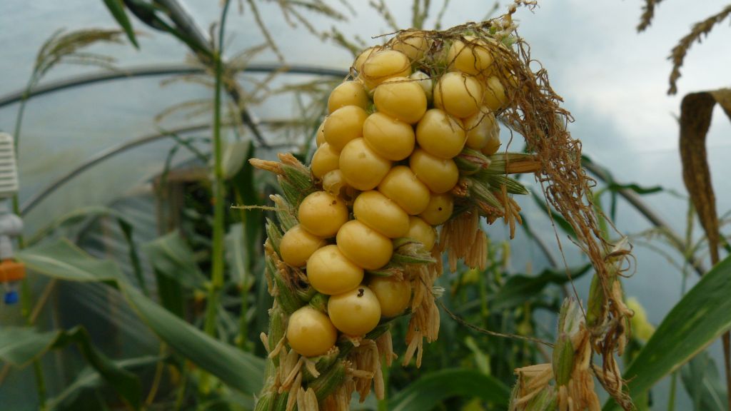 Sweetcorn.jpg