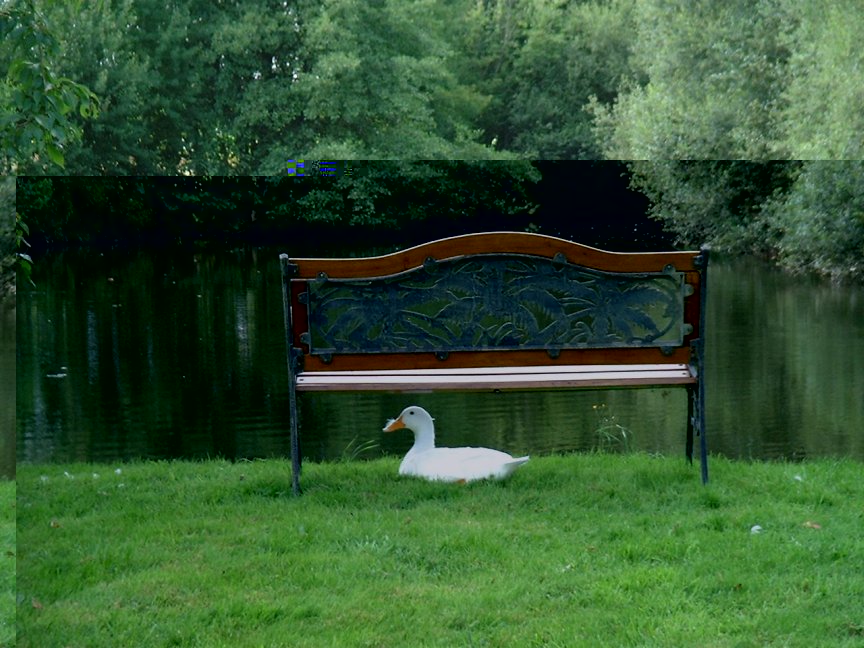 Duck under bench.jpg