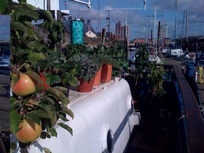 seacutter garden 2.JPG