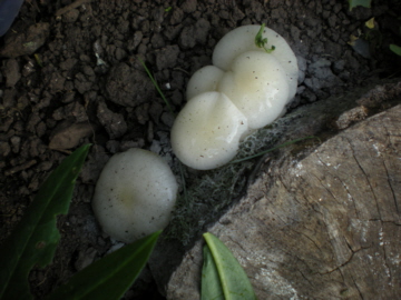 fungus 1.jpg