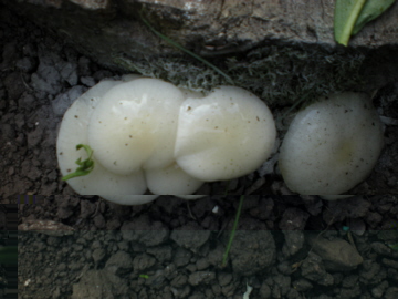fungus 2.jpg