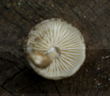 fungus 3.jpg