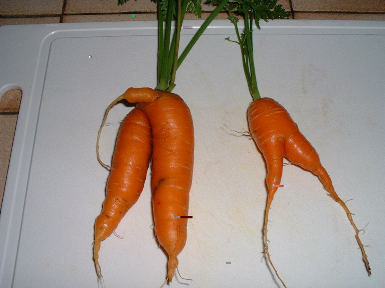 DSCF0003.JPG