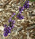 flax lily berries
