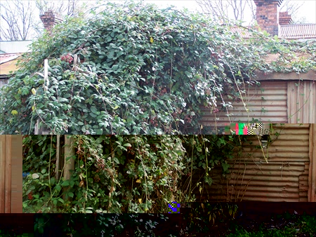 brambles.jpg