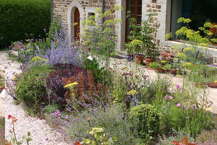 Dill in flower bed.jpg