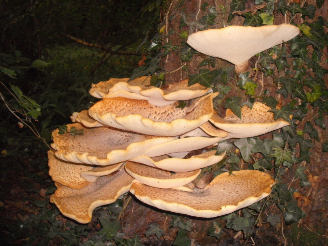 On the tree
