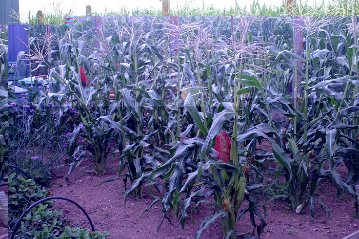 Sweetcorn and maize.jpg
