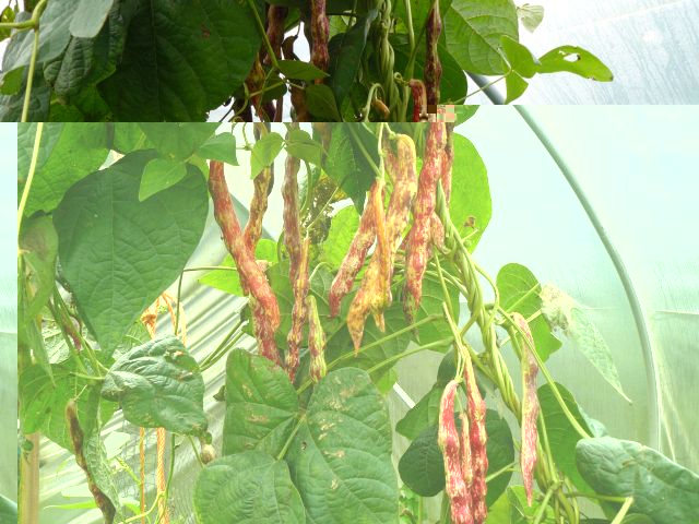 Borlotti.jpg