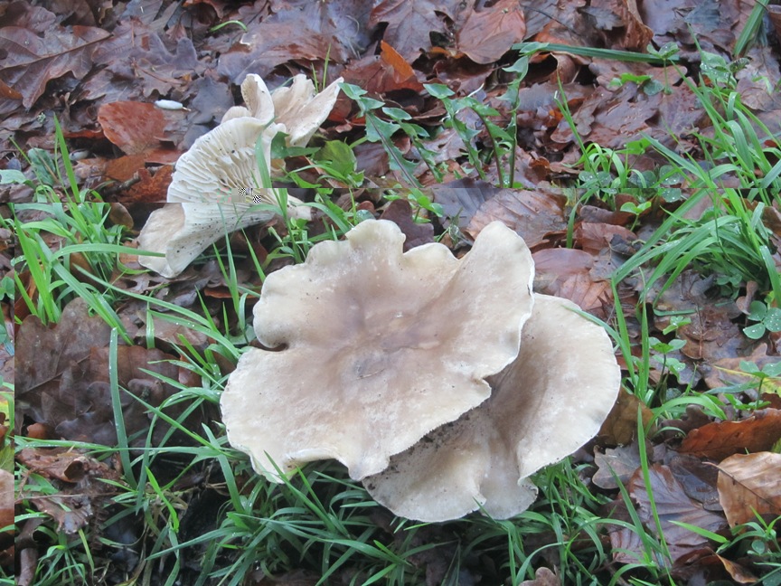 Blewits in the lane.jpg