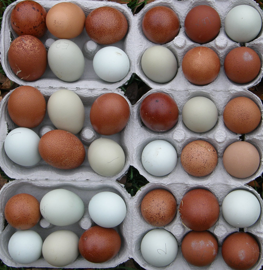 coloured-eggs.jpg