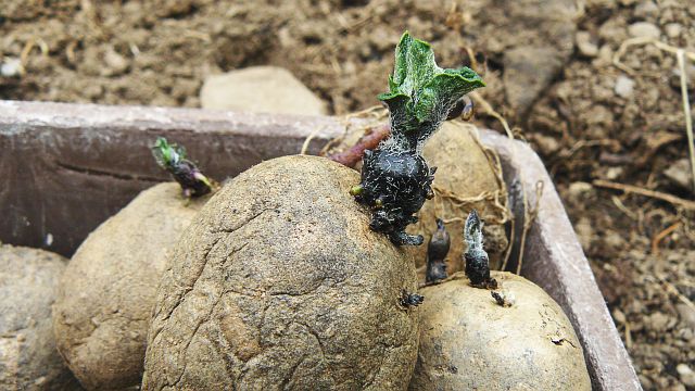 Jersey Royals.jpg