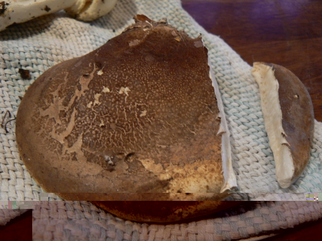 Thinking this is a birch bracket - Piptoporus betulinus?