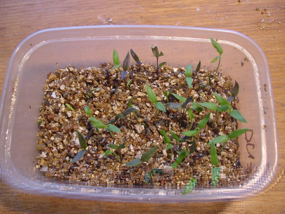 chilli.jpg