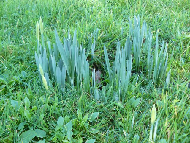 Daffs.jpg
