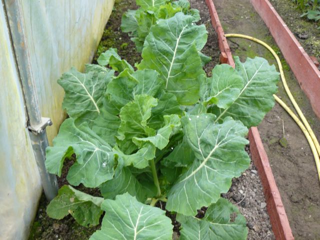 Cauliflower.jpg