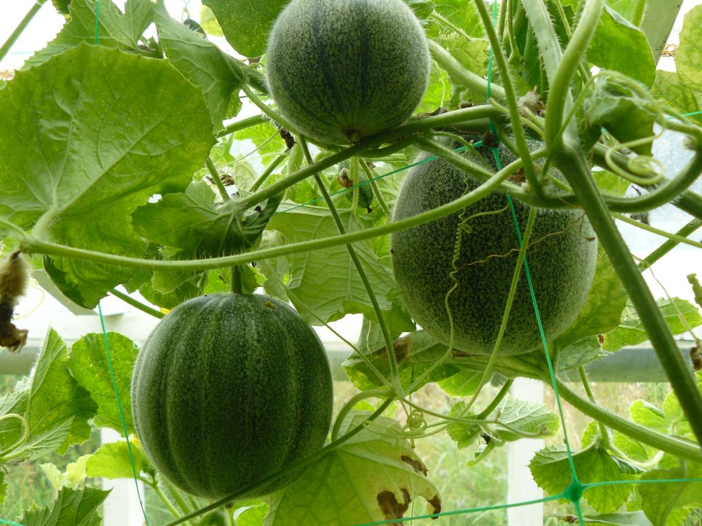 Melons.jpg