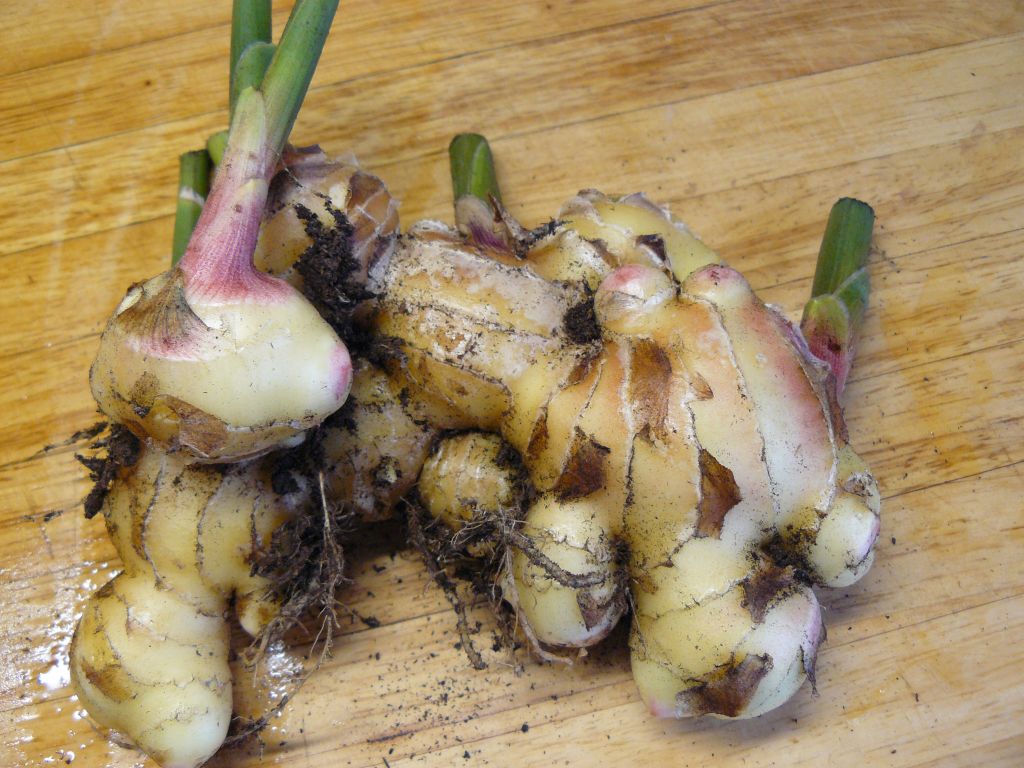 Ginger2.jpg