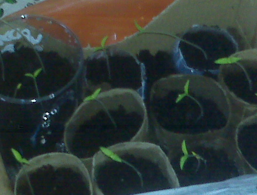 Tomatoes peeking out