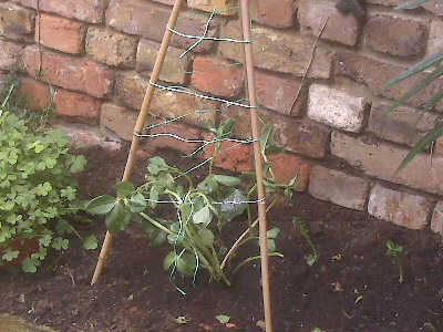 broad beans planted out with supports.jpg