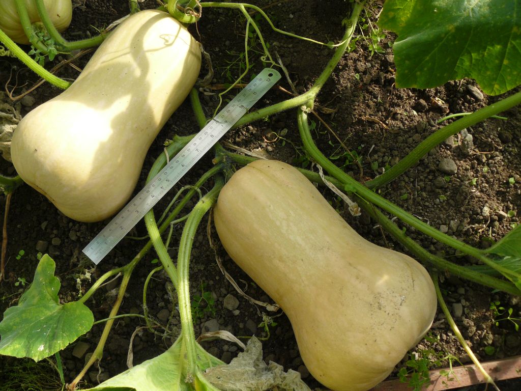 Butternut1.jpg