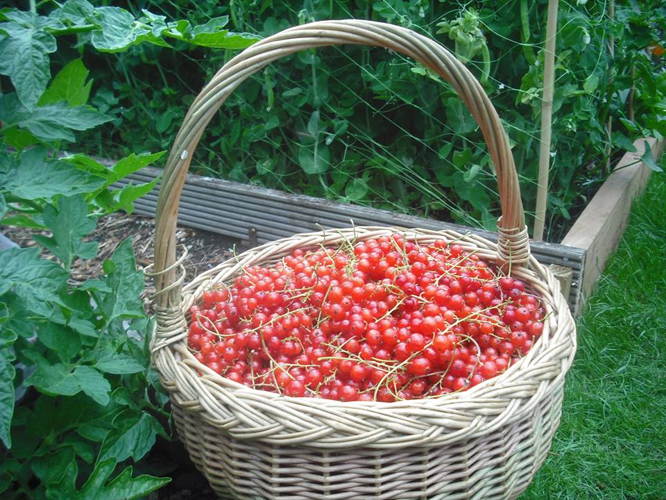 redcurrants.jpg