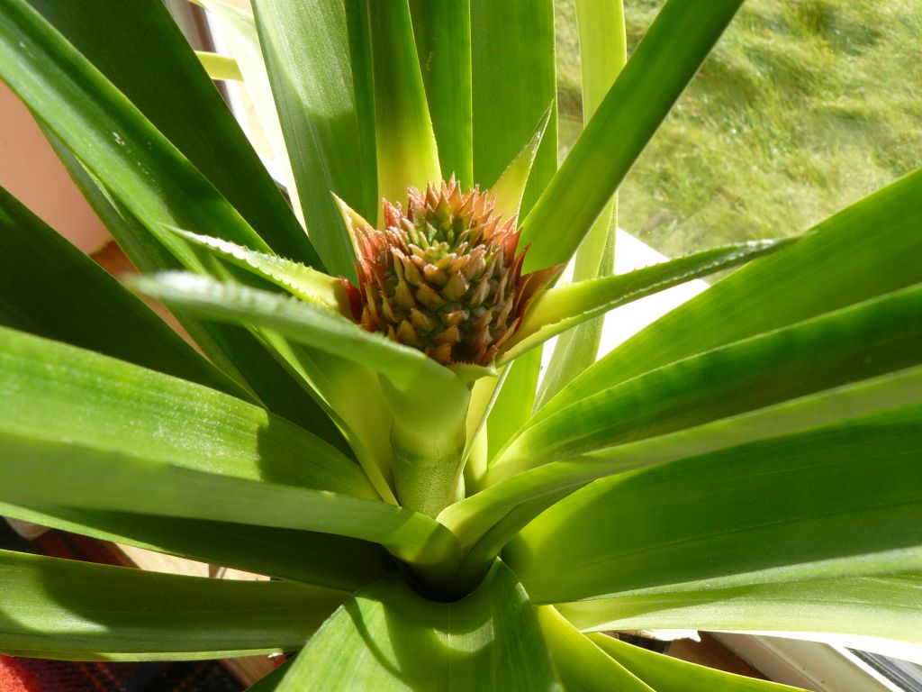 pineapple.jpg