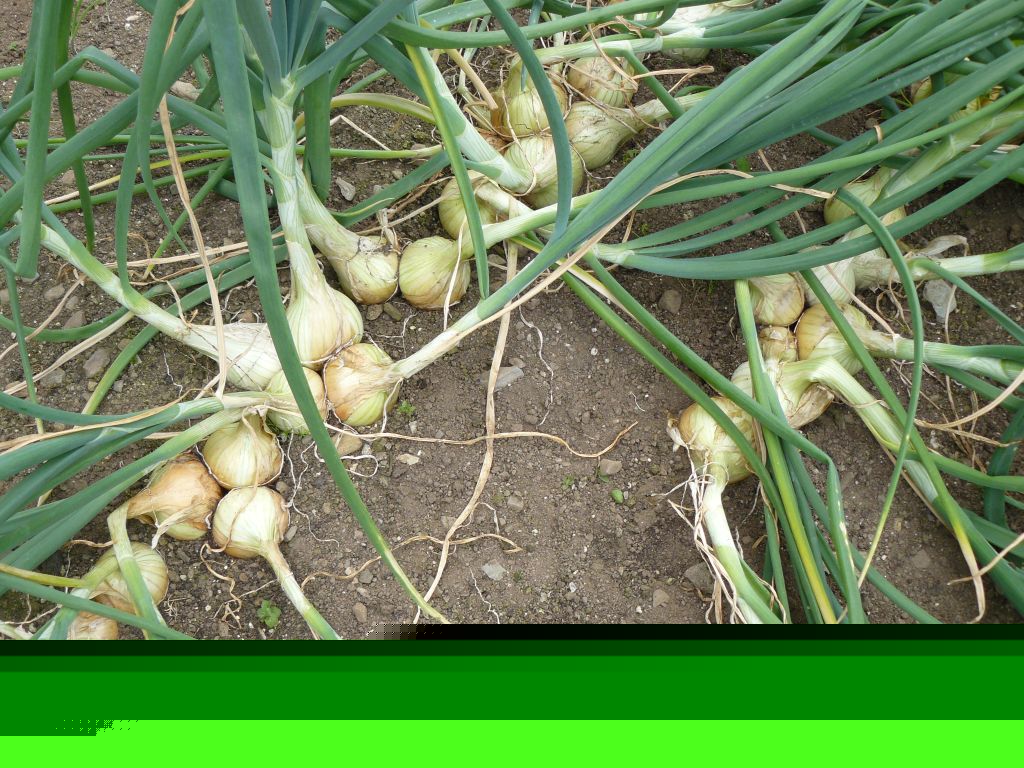 onions.jpg