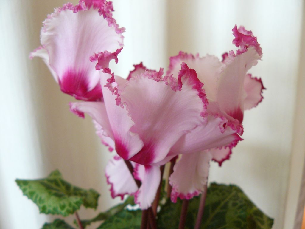 Cyclamen.jpg